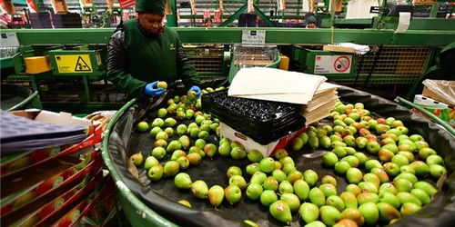 櫻桃對(duì)華出口嘗到甜頭，智利尋求多元化深化與中國(guó)合作